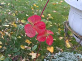 This photo is taken by AllWinner's v3-sdv
