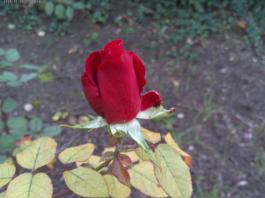 This photo is taken by AllWinner's v3-sdv