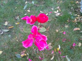 This photo is taken by AllWinner's v3-sdv