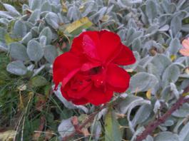 This photo is taken by AllWinner's v3-sdv
