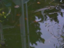 This photo is taken by AllWinner's v3-sdv