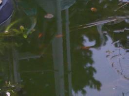 This photo is taken by AllWinner's v3-sdv