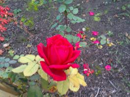 This photo is taken by AllWinner's v3-sdv