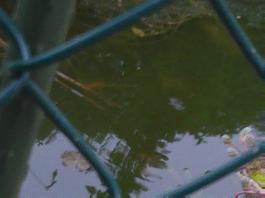 This photo is taken by AllWinner's v3-sdv