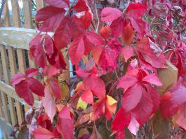 This photo is taken by AllWinner's v3-sdv