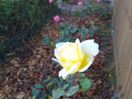 This photo is taken by AllWinner's v3-sdv