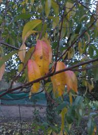 This photo is taken by AllWinner's v3-sdv