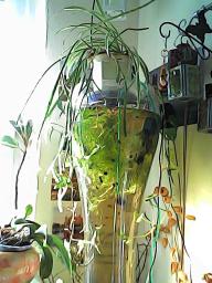 herbPHO00322