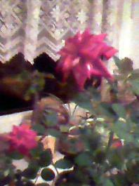 herbherbDSC_0000272