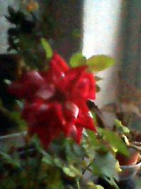herbherbDSC_0000273