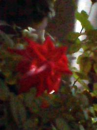 herbherbDSC_0000274