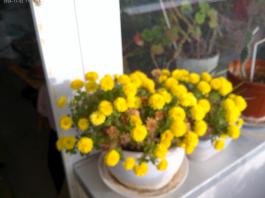 This photo is taken by AllWinner's v3-sdv