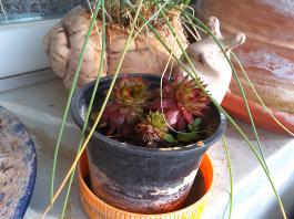 This photo is taken by AllWinner's v3-sdv