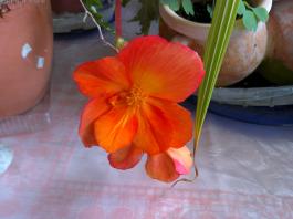 This photo is taken by AllWinner's v3-sdv
