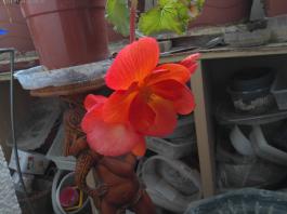 This photo is taken by AllWinner's v3-sdv