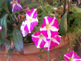 This photo is taken by AllWinner's v3-sdv