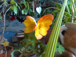This photo is taken by AllWinner's v3-sdv
