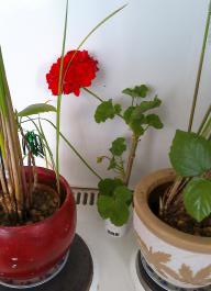 This photo is taken by AllWinner's v3-sdv