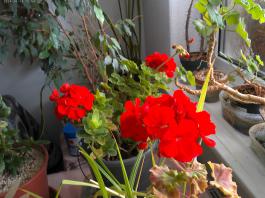 This photo is taken by AllWinner's v3-sdv