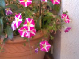 This photo is taken by AllWinner's v3-sdv