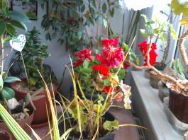 This photo is taken by AllWinner's v3-sdv