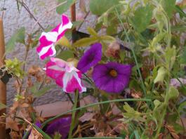 This photo is taken by AllWinner's v3-sdv