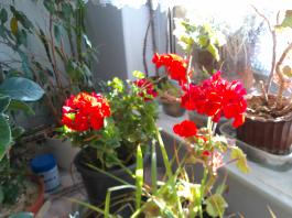 This photo is taken by AllWinner's v3-sdv