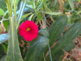 This photo is taken by AllWinner's v3-sdv