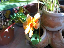 This photo is taken by AllWinner's v3-sdv