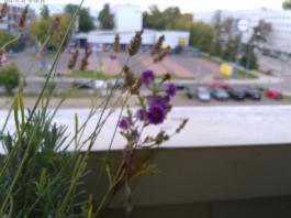 This photo is taken by AllWinner's v3-sdv