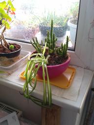 This photo is taken by AllWinner's v3-sdv