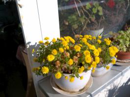 This photo is taken by AllWinner's v3-sdv