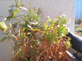 This photo is taken by AllWinner's v3-sdv