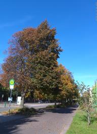 This photo is taken by AllWinner's v3-sdv