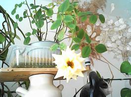 herbherbPHO00001