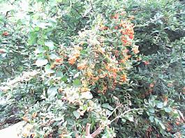 herbherbPHO00058