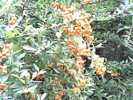 herbherbPHO00059