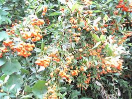 herbherbPHO00060
