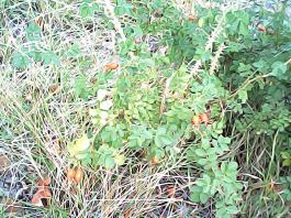herbherbPHO00061