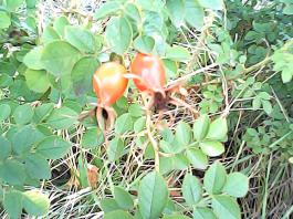 herbherbPHO00062