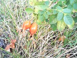 herbherbPHO00063