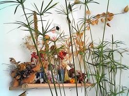 herbherbPHO00129