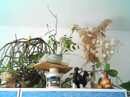 herbherbPHO00132