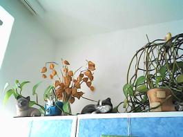 herbherbPHO00133