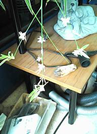 herbherbPHO00134