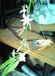 herbherbPHO00135