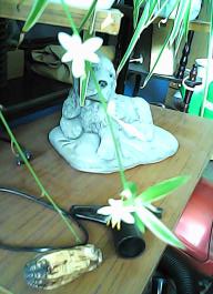 herbherbPHO00136