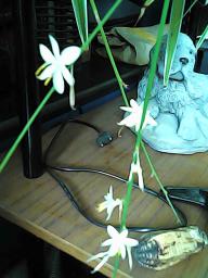 herbherbPHO00137