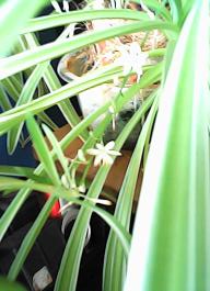 herbherbPHO00138