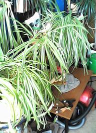 herbherbPHO00139